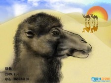 PS绘制沙漠骆驼插画