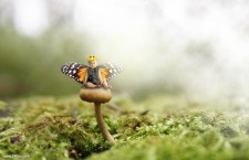 Photoshop合成坐在蘑菇上的小天使场景图片