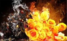 Photoshop制作烈焰中燃烧效果的玫瑰图