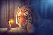 Photoshop合成森林中在老虎面前打灯的女孩照片