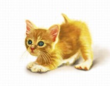 PS鼠绘可爱小猫动物