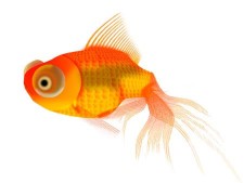 photoshop鼠绘漂亮的金鱼
