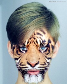 详细解析Photoshop合成创意的老虎头像和人脸